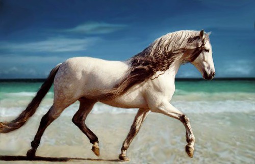 Est-ce que c'est un cheval ou un poney ?