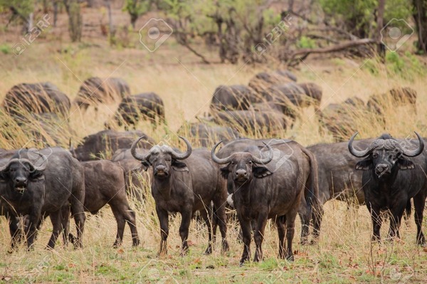 Le ‘Big Five’ définit les 5 animaux mythiques de la savane que les gens espèrent voir lors d’un safari en Afrique, à savoir : le lion, le léopard, l’éléphant, le rhinocéros noir et… ?