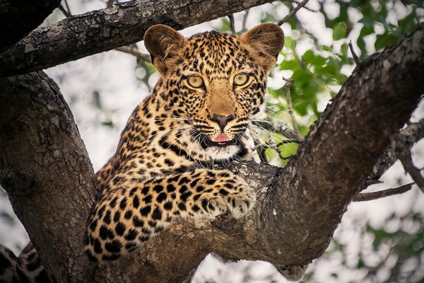 Combien pèse un léopard adulte ?