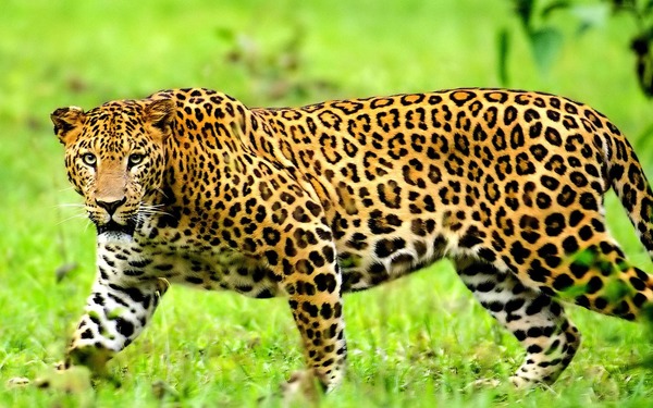 Le léopard a pour habitude de mettre ses proies de quelle manière?