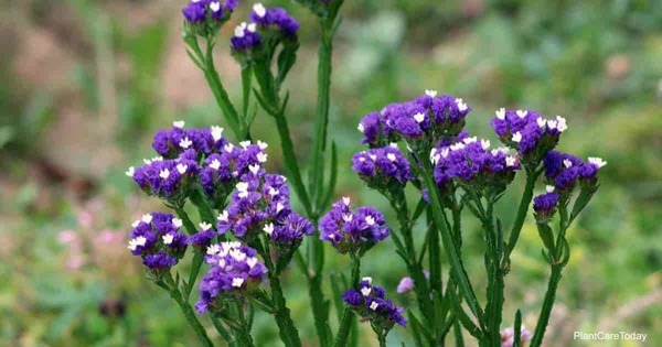 Donnez le nom usuel, le nom botanique et la famille de cette plante :