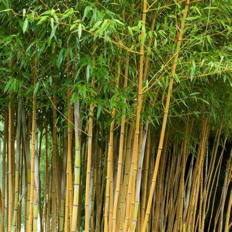 Combien de tonnes de bambous un panda adulte mange-t-il par jour ?