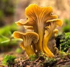 Quel est ce champignon ?