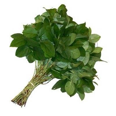 Donnez le nom usuel, le nom botanique et la famille de cette fleur ?