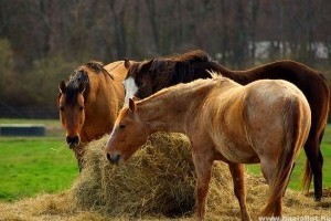 Hányszor etetnek ( egy legelőn tartott lovat) egy nap ?