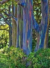 Quel phénomène est à l'origine des couleurs exceptionnelles de l'eucalyptus deglupta ?