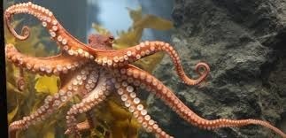 Combien la pieuvre a-t-elle de tentacules ?