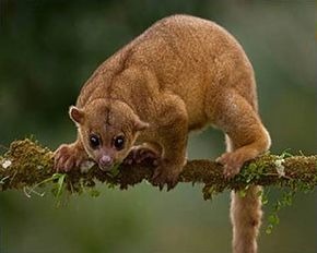 Ce mammifère arboricole à la queue préhensile vit dans les forêts humides d'Amérique centrale et du Sud...