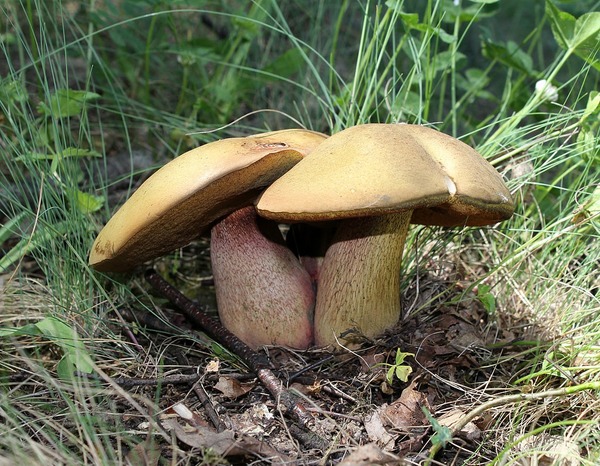 Quel nom porte ce champignon ?