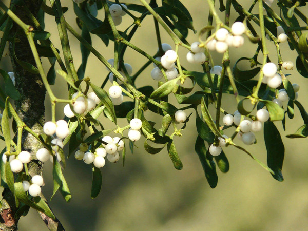 Donnez le nom usuel de cette fleur :