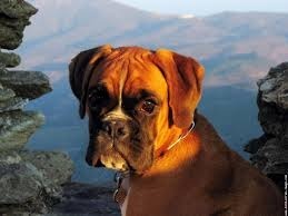 La race de chien Boxer est originaire de quel pays?