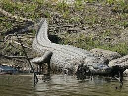 Comment les crocodiles du Nil chassent-ils les oiseaux ?