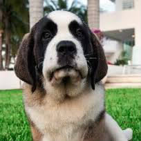 Quel est le nom de leur chien ?