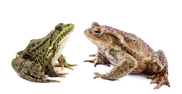 Le crapaud est le mâle de la grenouille.