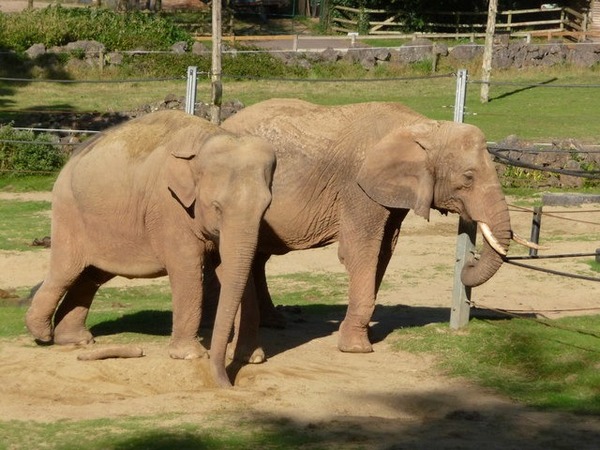 Petites oreilles, bosses sur la tête, dos bombé, c'est l'éléphant d'Afrique !