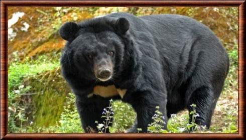 L'ourse noire ?