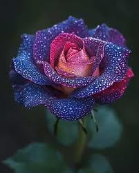 On est bien peu de choses - Et mon amie la rose - Me l'a dit ce matin !