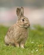 Un lapin ne peut pas vivre plus de cinq ans.