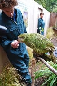C'est le plus gros perroquet du monde, le kakapo de Nouvelle-Zélande peut voler, bien entendu, comme tous les autres perroquets !