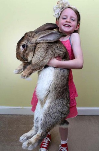 Quelle est la taille du plus grand lapin du monde ?