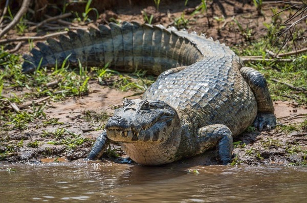 Quel est le plus grand des crocodiliens américains ?