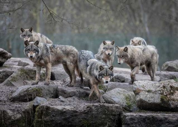 Dans quel(s) habitat(s) vivent les loups ?