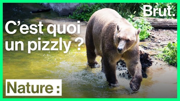 Depuis une quinzaine d'années une nouvelle race d'ours est apparue, on lui a donné le nom de pizzly, mais également celui de ...