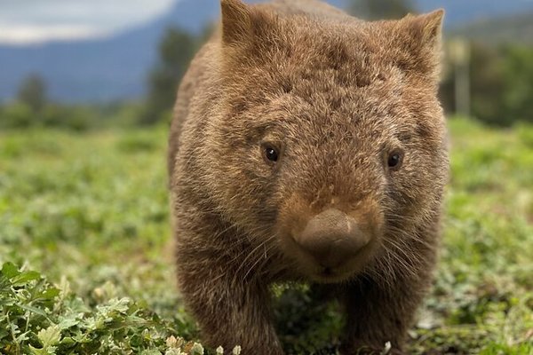Quelle est la longueur du wombat ?