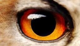 A quel oiseau appartient cet oeil ?
