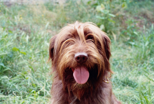 Dans quelle langue le mot "Chien" ne s'écrit pas : "Hund" ?