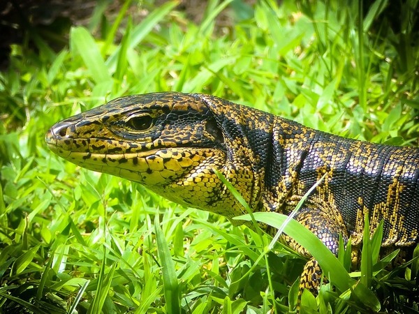 On le voit souvent en Guyane française, c'est le plus gros des lézards !