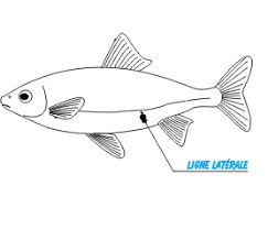 Quels poissons ont une ligne latérale incomplète, réduite ?