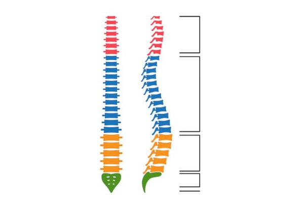 A coluna vertebral é dividida em diferentes tipos de vértebras , são elas :