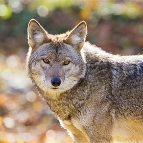 Le coyote, comme le loup gris, vit en meute.