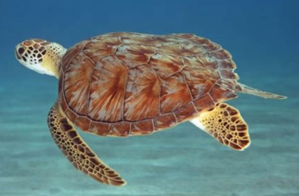 L’homme est-il le principal prédateur de la tortue marine ?