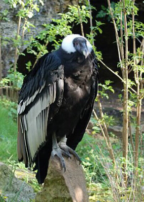 Quelle est l'envergure du Condor des Andes ?
