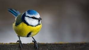 Il existe plusieurs espèces de cet oiseau !