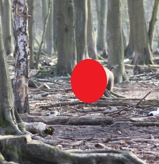 Que se cache-t-il derrière le cercle rouge dans ce massif ariégeois ? ( 20 secondes )