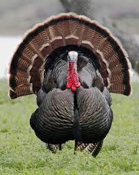 How many turkeys are pardoned ?