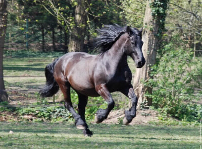 Quelle est la race de ce cheval noir ?
