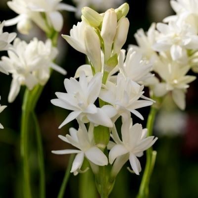 Donnez le nom usuel de cette fleur :