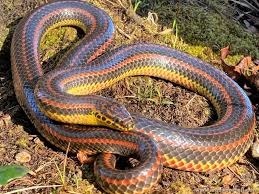 Comment s’appelle la science qui étudie les serpents ?