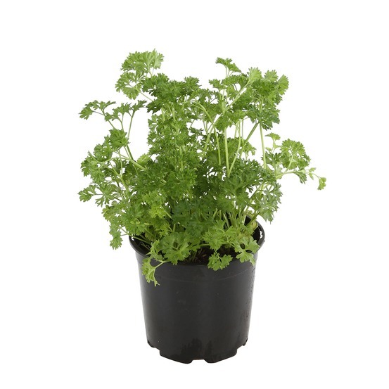 Donnez le nom usuel de cette plante :