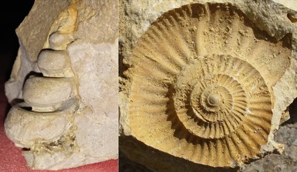 Quel est ce type de fossilisation ?