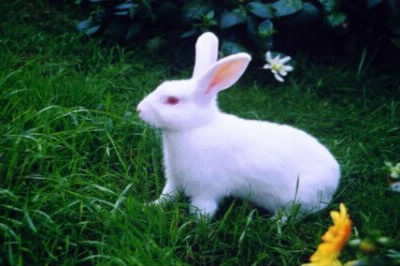 Comment appelle-t-on un lapin blanc aux yeux tout rouges ?