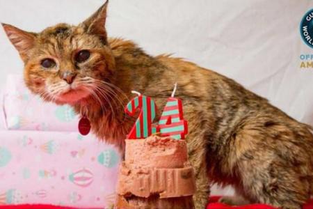 Quel est le record du plus vieux chat du monde ?