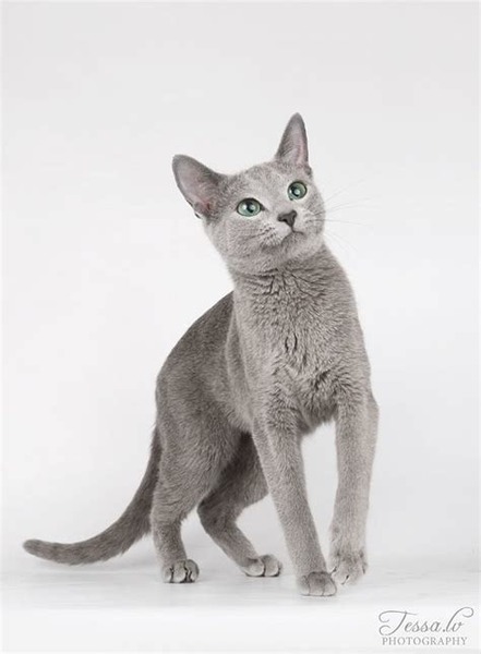 Ce chat au pelage gris est un ?