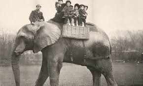 Le premier éléphant célèbre, premier grand reportage sur un éléphant et star du cirque de Londres à la fin du 19ème siècle ?