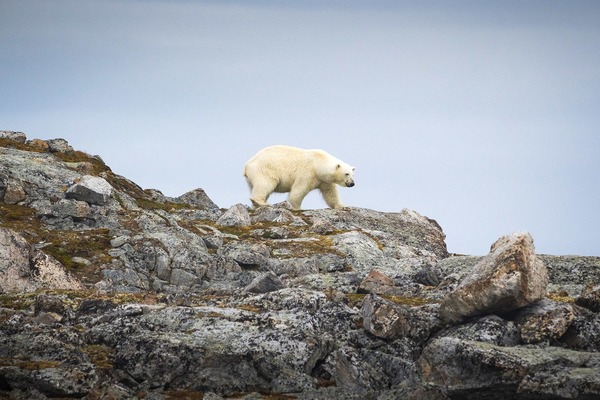 C'est au Groenland que l'on trouve la plus grande densité de tanières d'ours blancs.