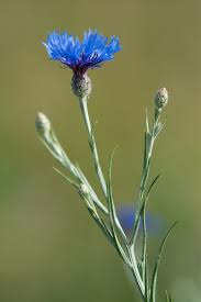 Donnez le nom usuel et le nom botanique de cette fleur ?